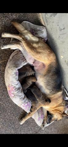 جرو كلب الراعي الألماني للبيع - 2