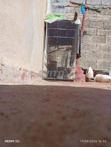 قفص كبير للطيور - 2