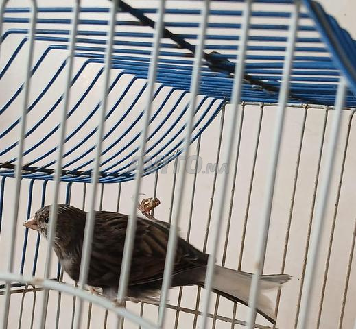 كناري للبيع