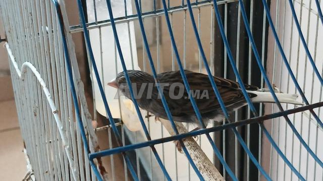 Canari à vendre - 2