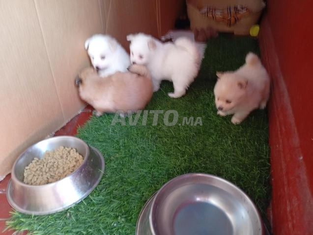 Chiot Spitz Pomeranian - 2