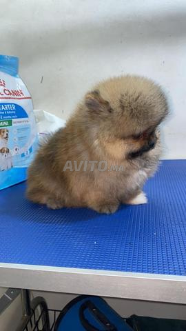 سبيتز قزم بومريني - 2