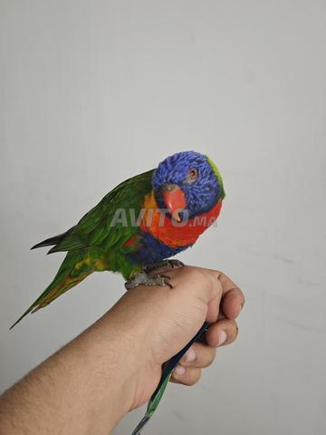 Lori arc-en-ciel - 2