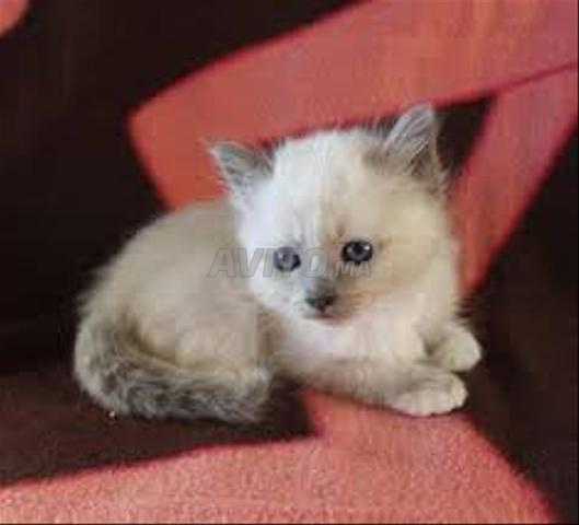 bébé chat Ragdoll - 2