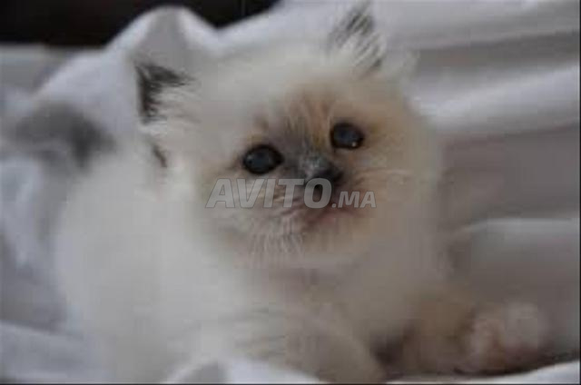 bébé chat Ragdoll