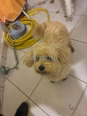 جرو بيشون مالطي أبيض - 2