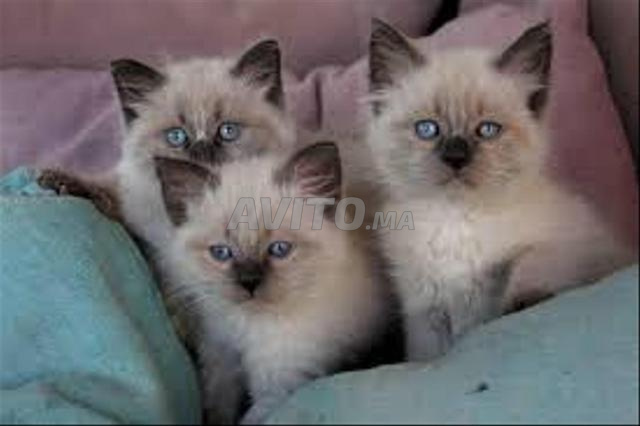 Bébé siamois bon prix