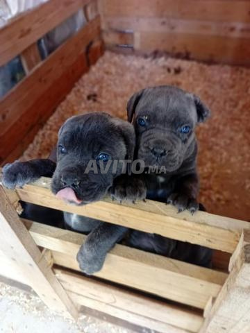 Chiot Cane Corso pure race - 2