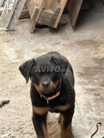 Chiot rottweiller - 2
