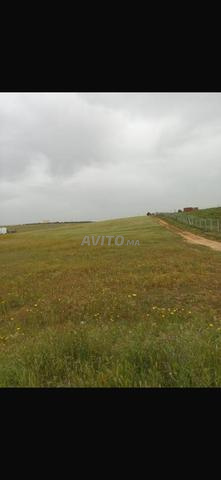 أرض للبيع بمساحة هكتار واحد - 2