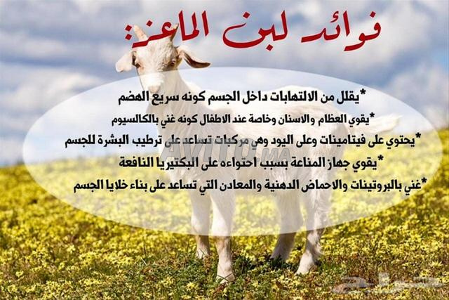 Lait de chèvre bio naturel pour petits et grands 10dh le litre à Safi