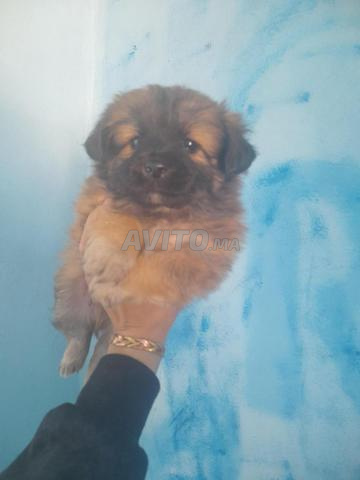 Mâle et femelle pikinwa - 2