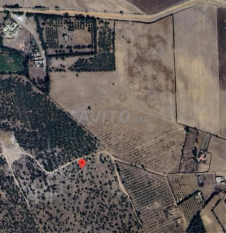 Terrain Idéal pour la Culture de Fruits Rouges