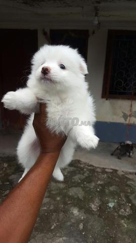 Magnifiques chiots Spitz mâles et femelles - 2