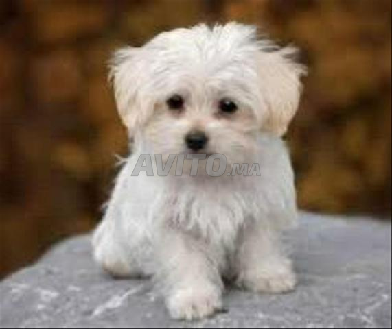 Magnifiques chiots Bichon Maltais - 2