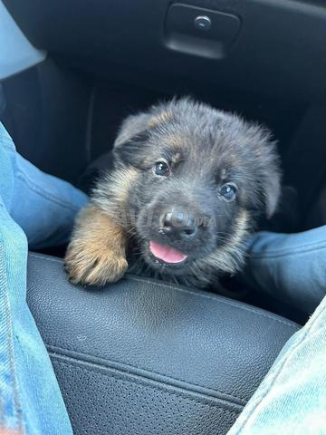 Très belle portée Berger Allemand pedigree - 2