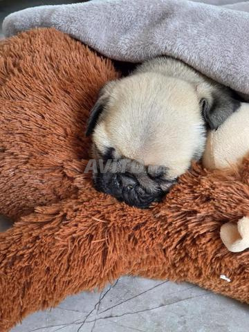 Magnifiques chiots Carlin mâle et femelle - 2