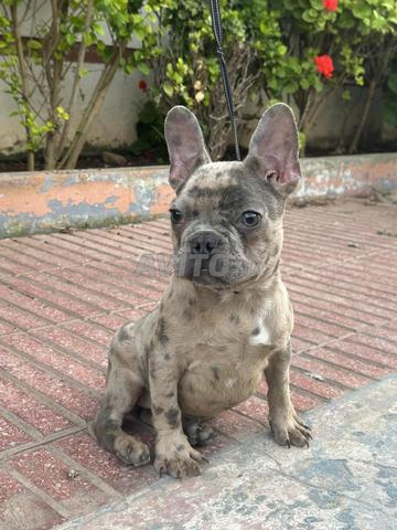 Femelle bulldog exotique - 2