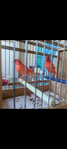 Jeune canari red factor 02 - 2