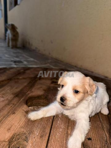 Bichon Havanais Toy - 2