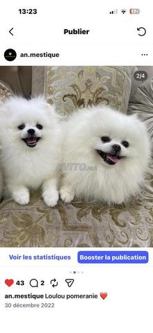 Spitz nain Loulou de Poméranie - 2