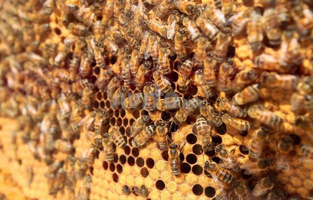 35 Ruches Fortes Productives Salé - 2