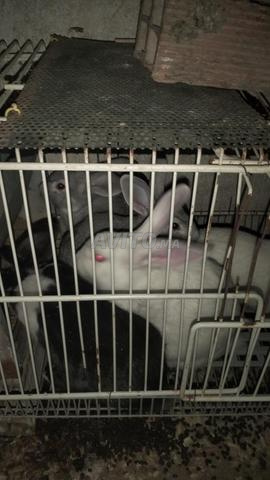 ذكور للذبح أو التربية، إناث للتربية - 2