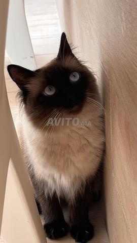 سيامي للتبني - 2