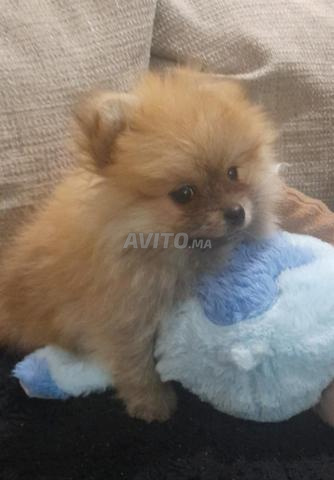 كلب بومرينيان - 2