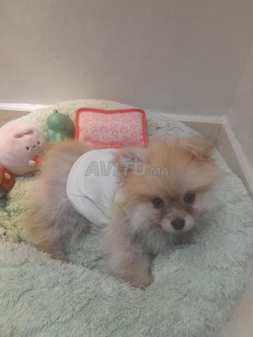 كلب بومرينيان