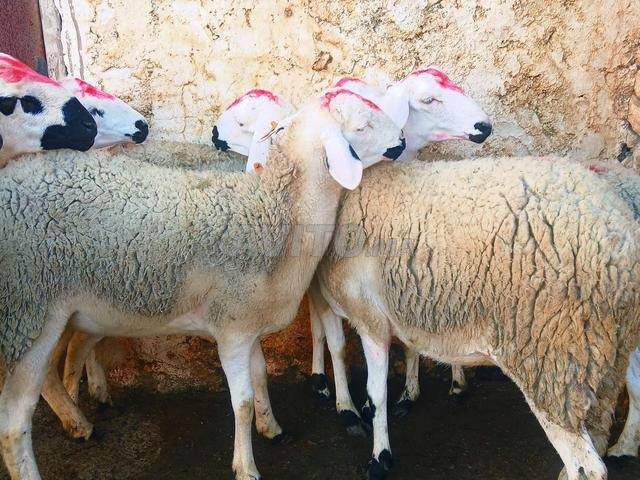 30 brebis sardiya de bonne qualité, bonnes productrices