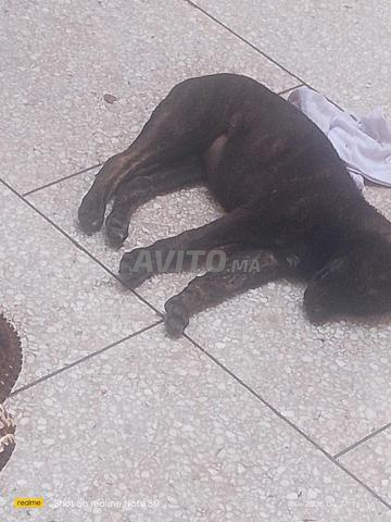 جِراء الراعي الهولندي - 2