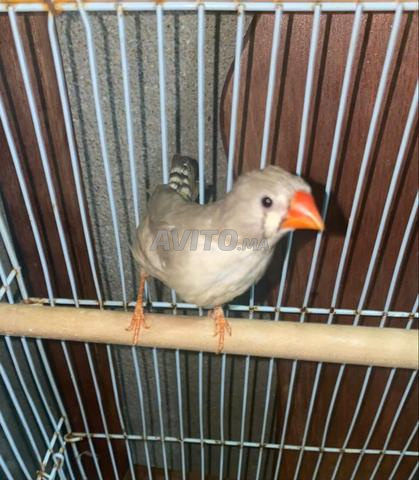 Couple de domestiques - 2