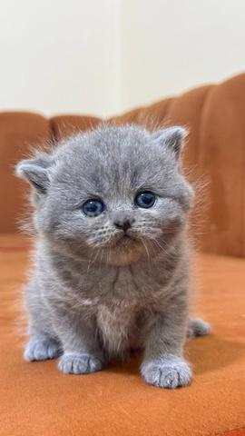 British shorthair - 2