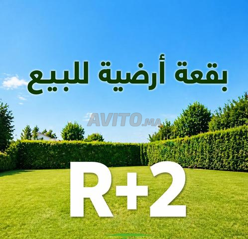 Terrain 105m2 R+2 à vendre à El Jadida
