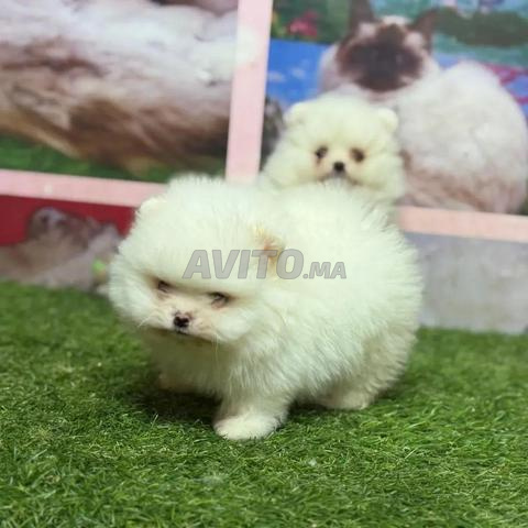 Spitz miniature