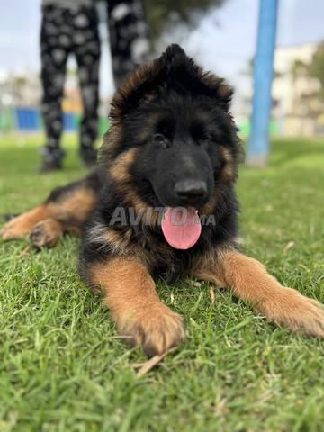 Chiot Berger Allemand poil long pedigree - 2