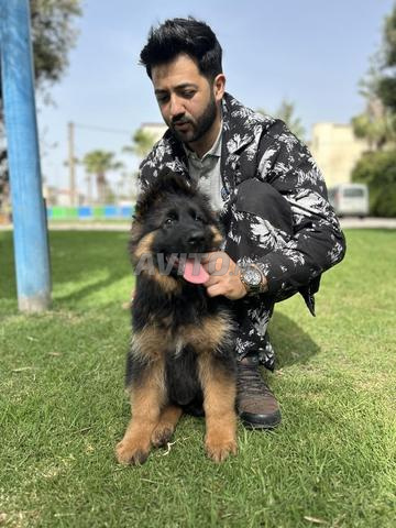 جرو كلب الراعي الألماني طويل الشعر ذو نسب