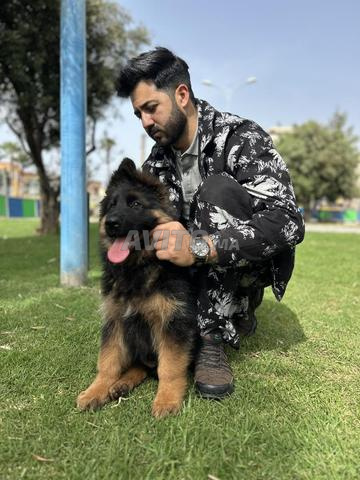 جرو كلب الراعي الألماني طويل الشعر ذو نسب