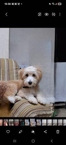 بيشون هافانيز