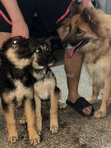 Berger Allemand royal pure race âgé de 3 mois