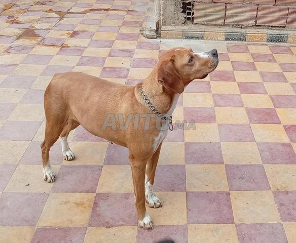 Chien de chasse
