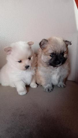Chiot Spitz nain - 2
