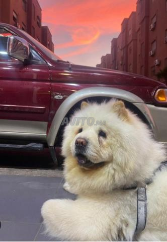 Mâle chow chow pure race - 2