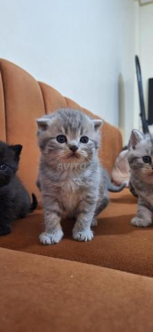 British shorthair & Scottish fold - 2
