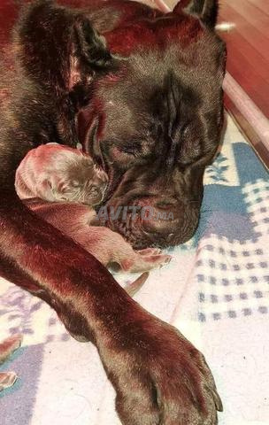 Super chiots Cane Corso pure race - 2