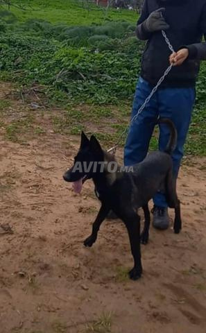 Super femelle malinois très charbonnée pure race - 2