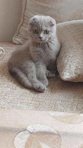 Femelles scotish fold