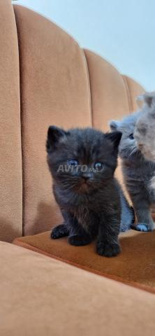 British shorthair scottish fold