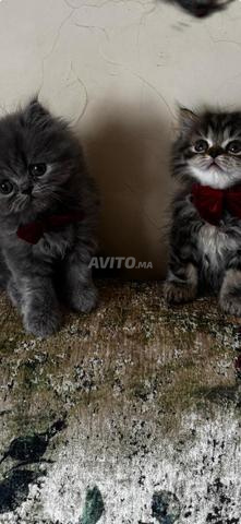 chaton persan - 2